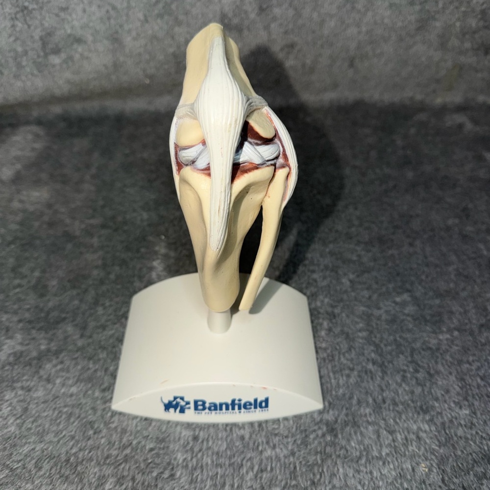 Banfield Dog knee Canine Joint Model Medical Veterinary